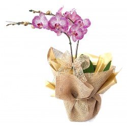 Orquídea Phalaenopsis 2 Hastes Pote 15 "Cor variada"